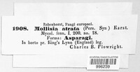 Mollisia atrata image